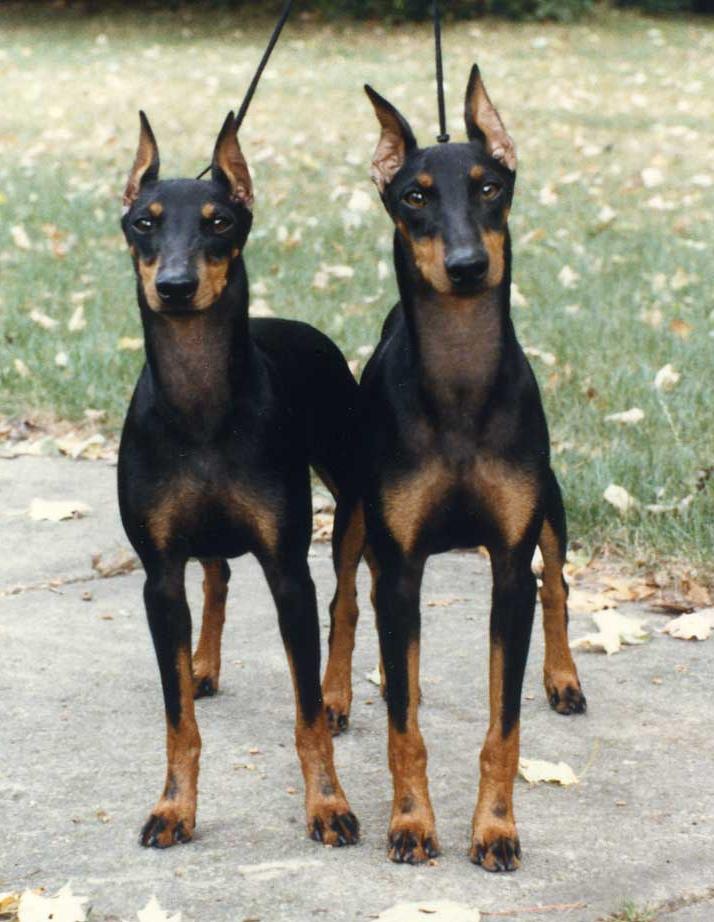 Toy Manchester Terrier Dog Breed Image 10