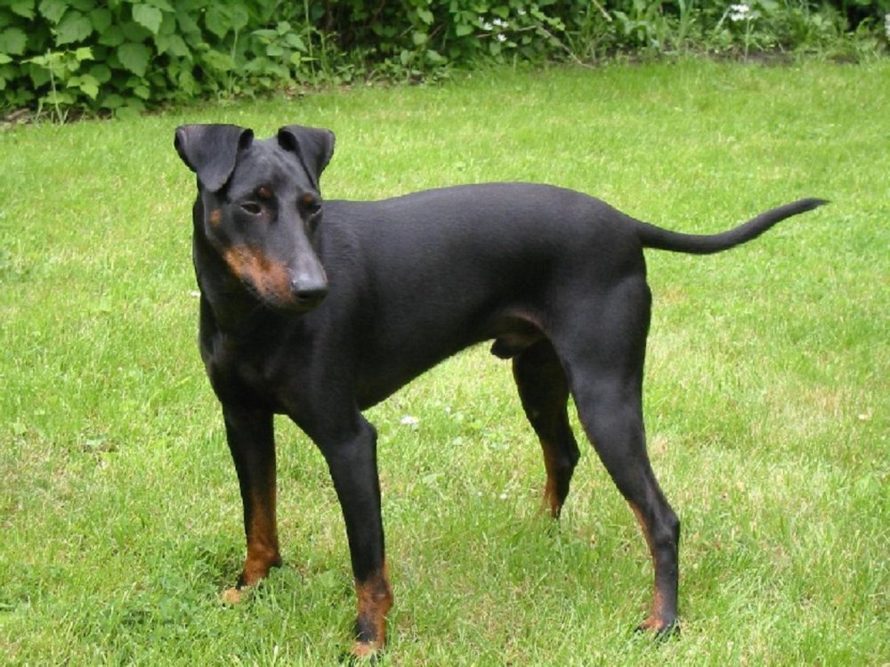 Toy Manchester Terrier Dog Breed Image 12