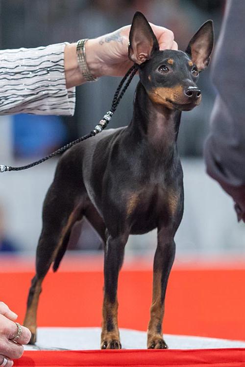 Toy Manchester Terrier Dog Breed Image 13