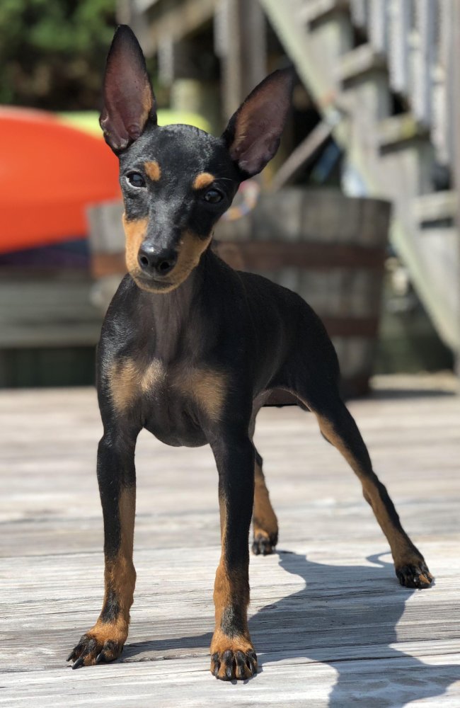 Toy Manchester Terrier Dog Breed Image 16