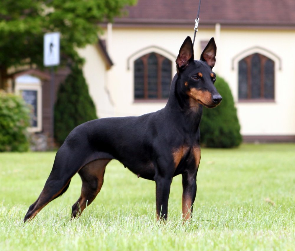 Toy Manchester Terrier Dog Breed Image 8