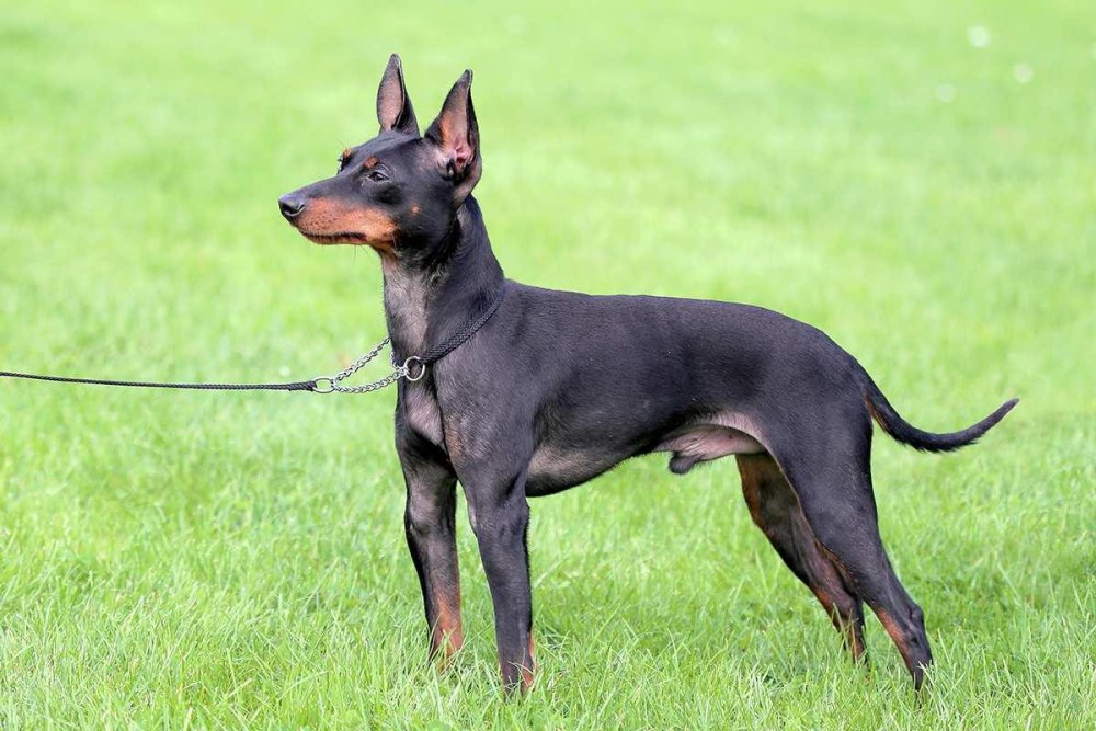 Toy Manchester Terrier Dog Breed Image 9