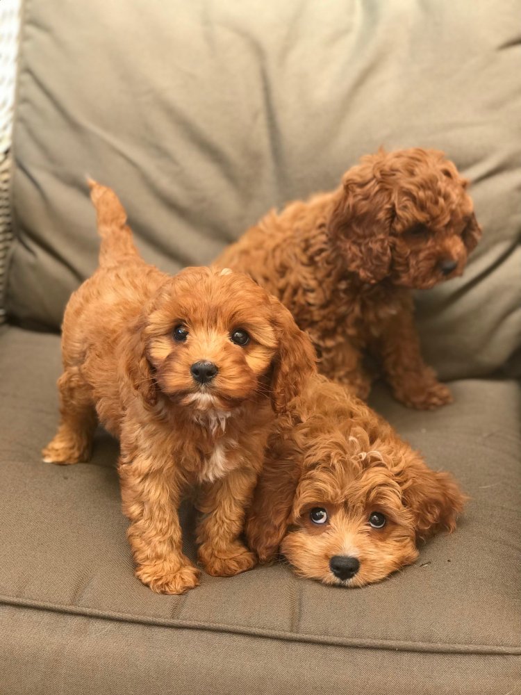 Toy Poodle Dog Breed Image 11