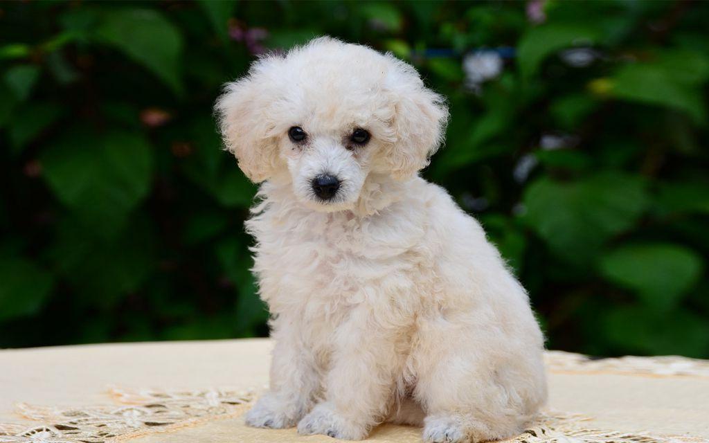 Toy Poodle Dog Breed Image 12