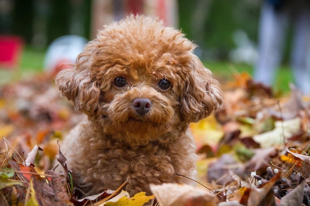 Toy Poodle Dog Breed Image 5