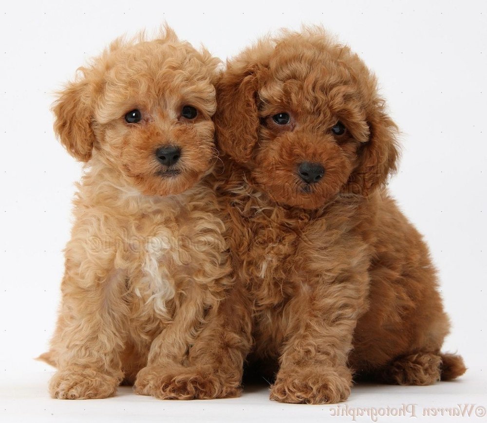 Toy Poodle Dog Breed Image 8