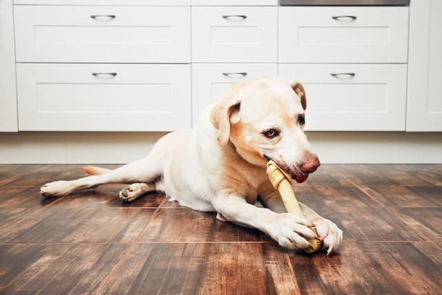 Training your dog to give up a bone Image 16