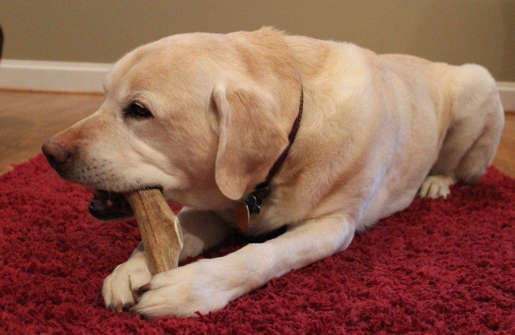 Training your dog to give up a bone Image 5