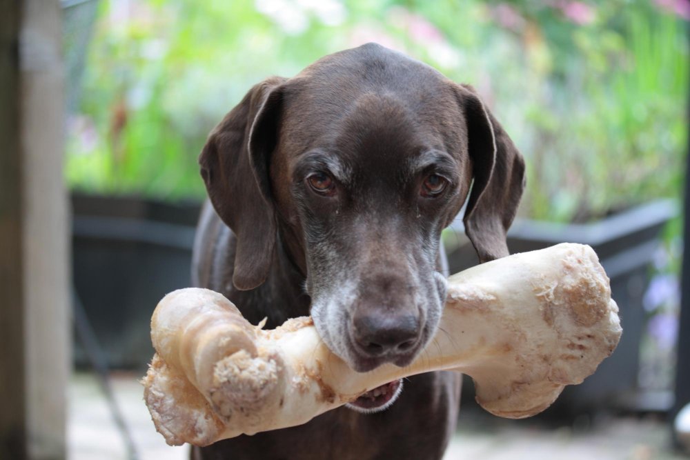 Training your dog to give up a bone Image 9