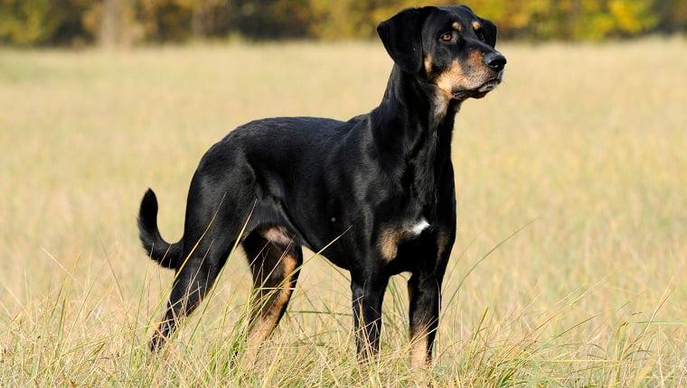 Transylvanian Hound Dog Breed Image 10