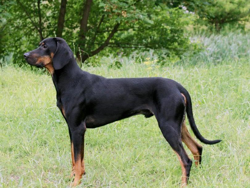 Transylvanian Hound Dog Breed Image 14