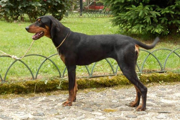 Transylvanian Hound Dog Breed Image 3