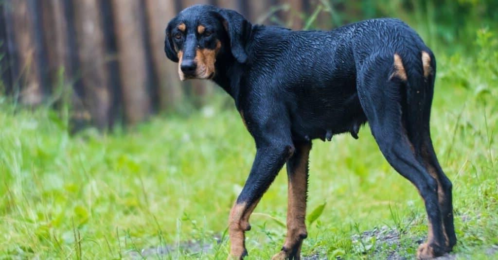 Transylvanian Hound Dog Breed Image 4