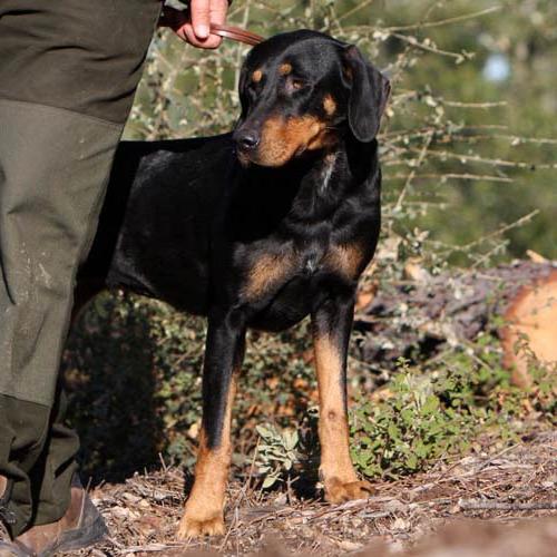 Transylvanian Hound Dog Breed Image 7