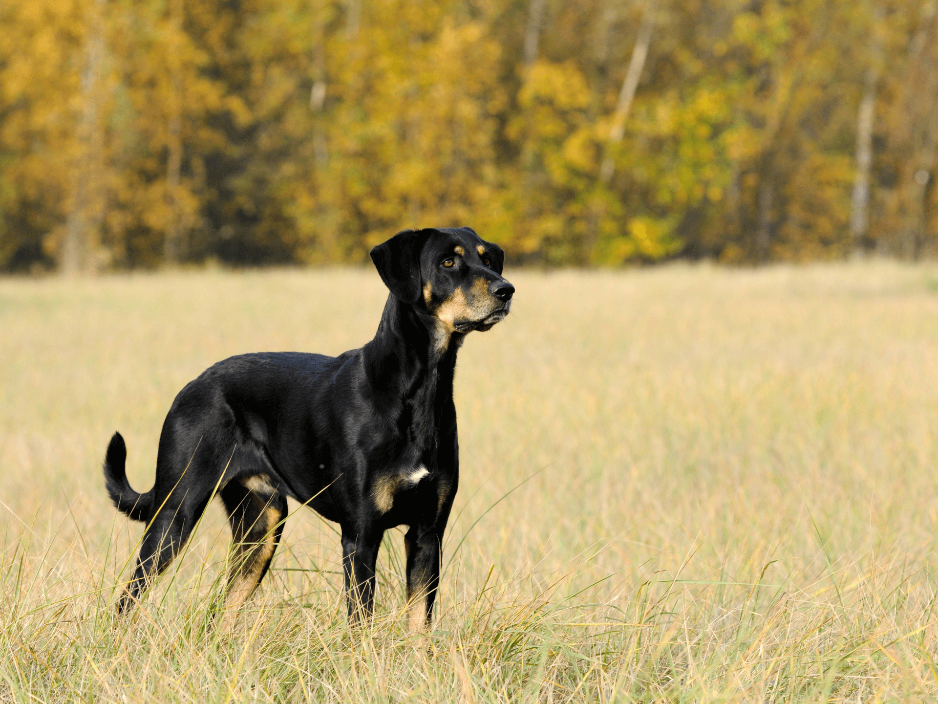 Transylvanian Hound Dog Breed Image 9