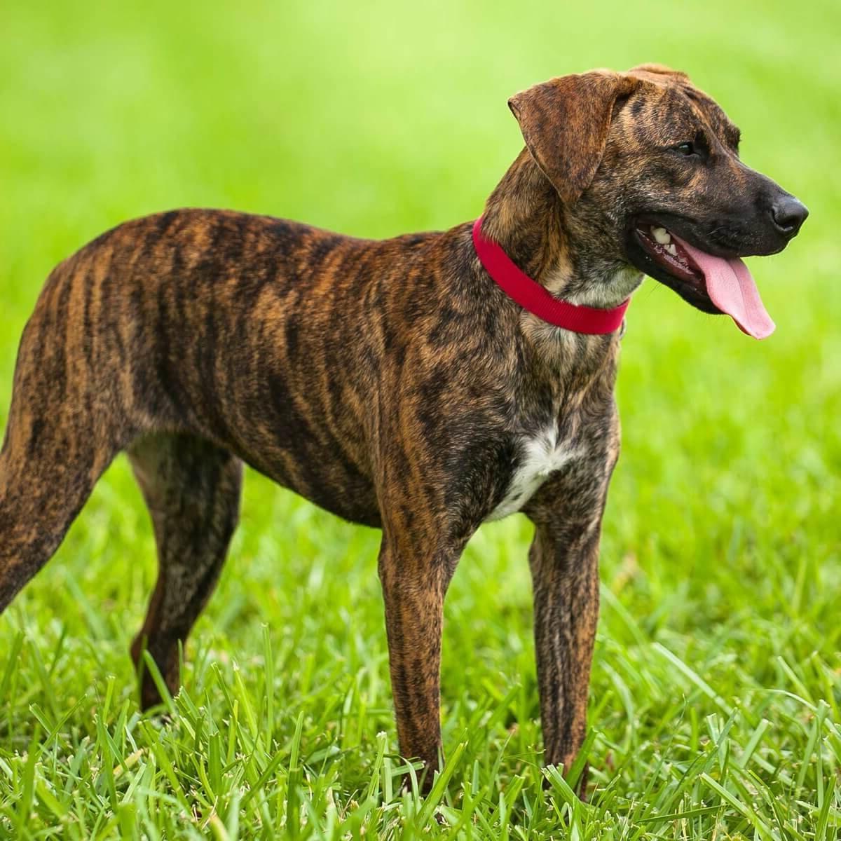 Treeing Cur Dog Breed Image 1