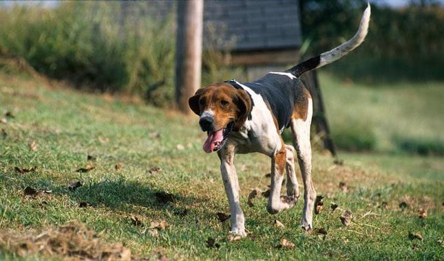 Treeing Cur Dog Breed Image 15