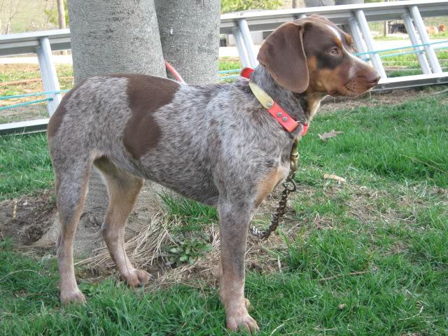 Treeing Cur Dog Breed Image 17