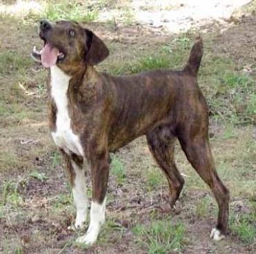 Treeing Cur Dog Breed Image 18