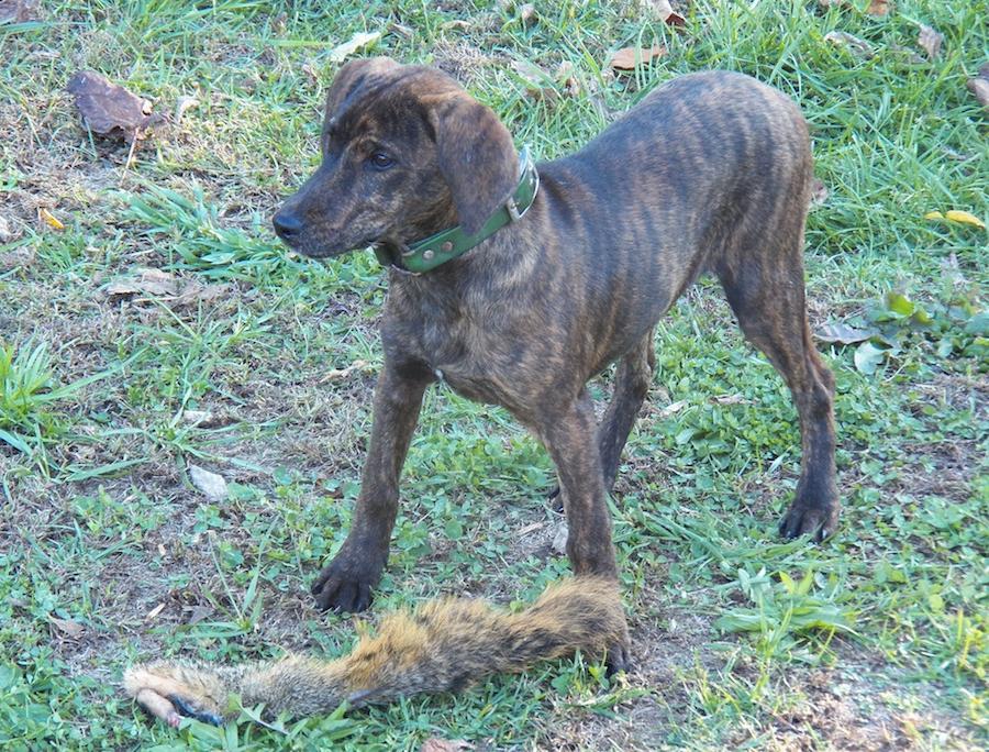 Treeing Cur Dog Breed Image 3