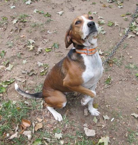 Treeing Cur Dog Breed Image 6