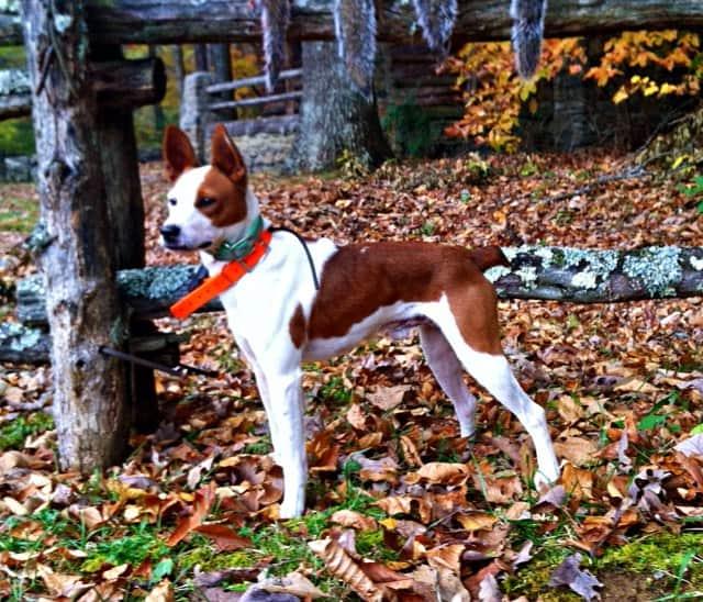 Treeing Feist Dog Breed Image 2