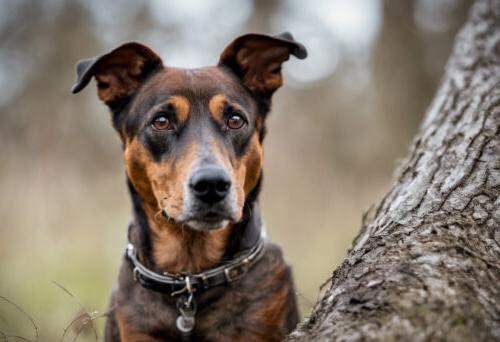 Treeing Feist Dog Breed Image 6