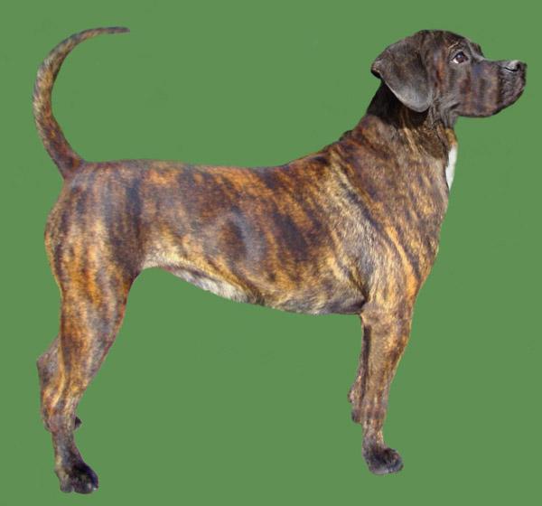 Treeing Tennessee Brindle Dog Breed Image 12