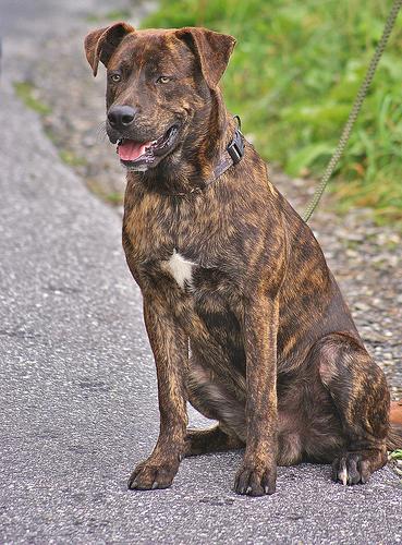 Treeing Tennessee Brindle Dog Breed Image 15