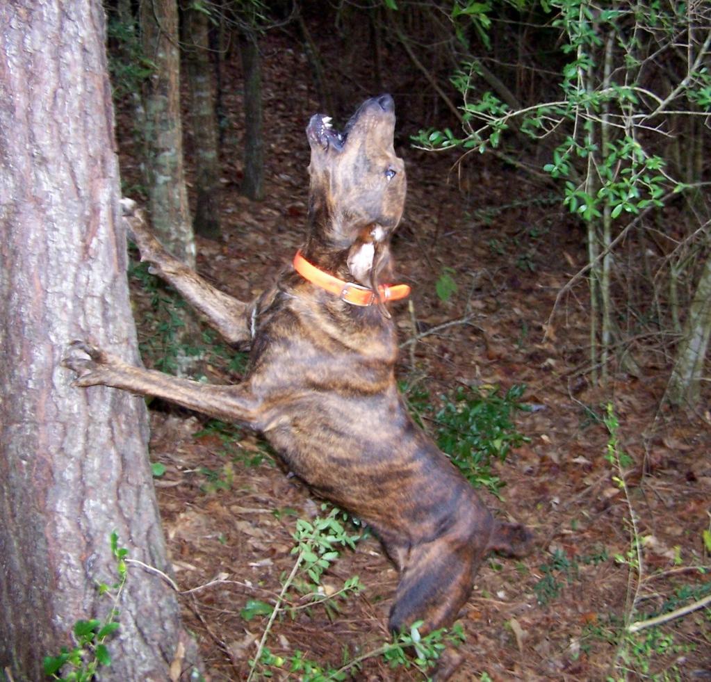 Treeing Tennessee Brindle Dog Breed Image 17