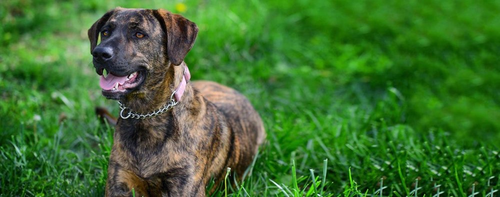 Treeing Tennessee Brindle Dog Breed Image 5