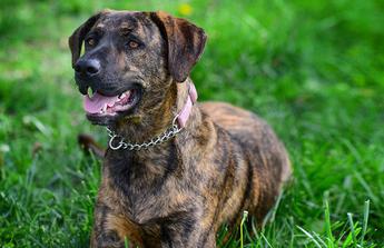 Treeing Tennessee Brindle Dog Breed Image 7