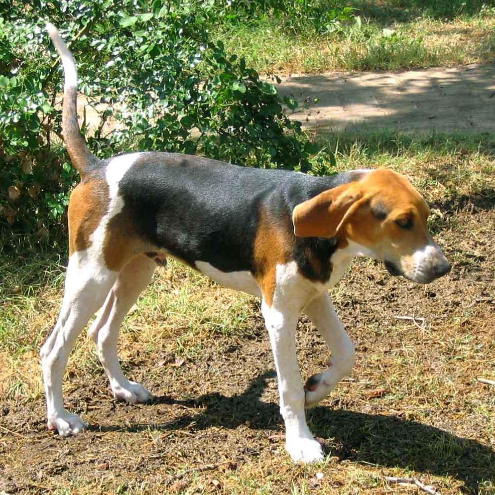 Treeing Walker Coonhound Dog Breed Image 17