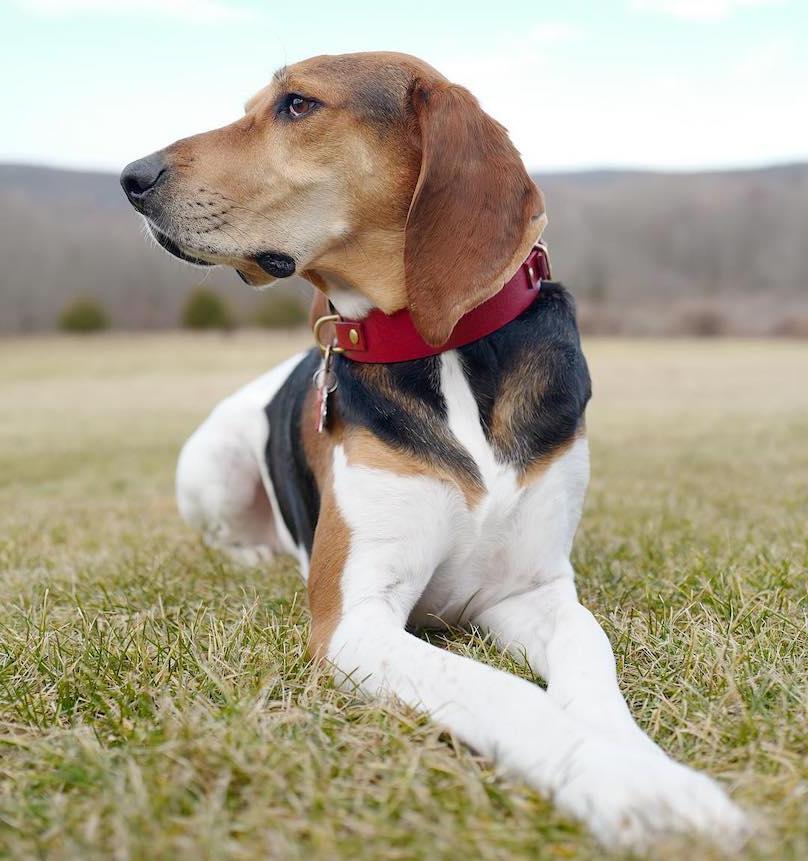 Treeing Walker Coonhound Dog Breed Image 3