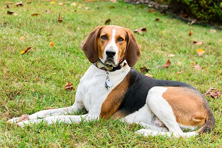 Treeing Walker Coonhound Dog Breed Image 5