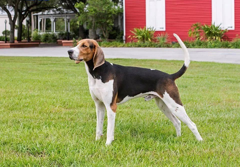 Treeing Walker Coonhound Dog Breed Image 6