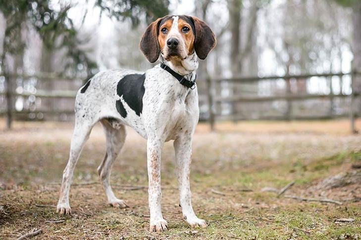 Treeing Walker Coonhound Dog Breed Image 7