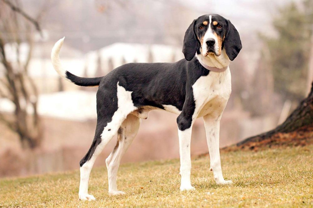 Treeing Walker Coonhound Dog Breed Image 9