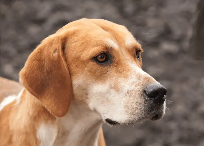 Trigg Hound Dog Breed Image 12