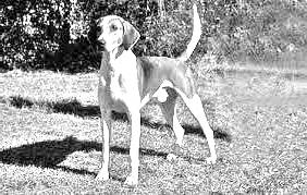 Trigg Hound Dog Breed Image 13