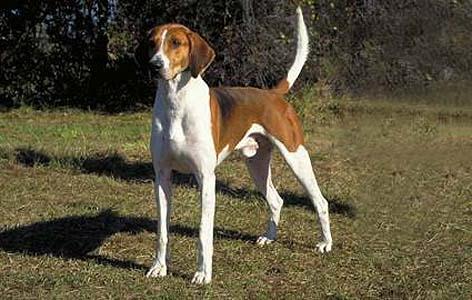 Trigg Hound Dog Breed Image 2