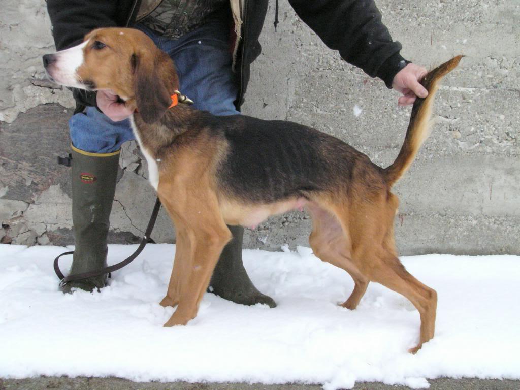 Trigg Hound Dog Breed Image 20