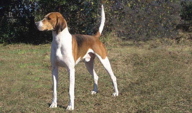 Trigg Hound Dog Breed Image 3