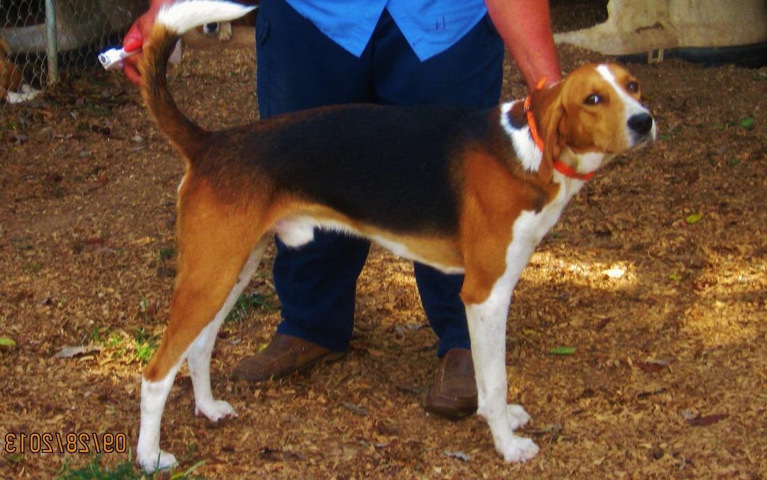 Trigg Hound Dog Breed Image 5