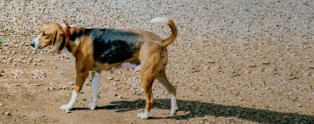 Trigg Hound Dog Breed Image 6