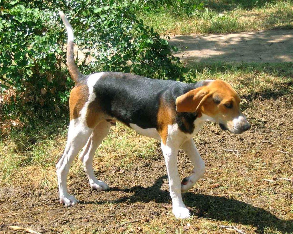 Trigg Hound Dog Breed Image 9