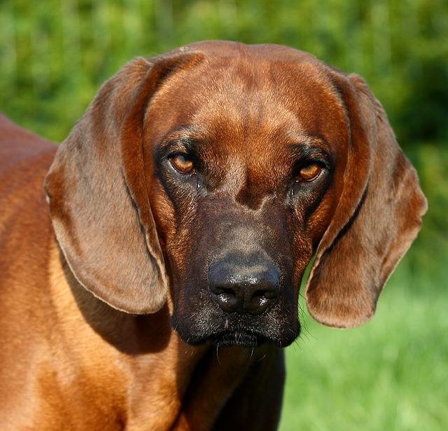 Tyrolean Hound Dog Breed Image 1