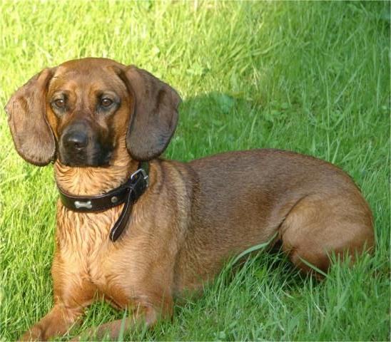 Tyrolean Hound Dog Breed Image 14