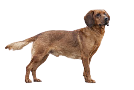 Tyrolean Hound Dog Breed Image 15