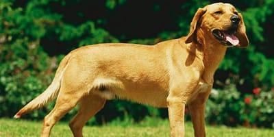 Tyrolean Hound Dog Breed Image 16